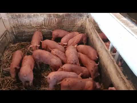 продажа поросят кантор.кормление поросят
