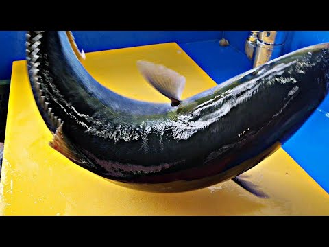 3kg , yellowtail , Japanese amberjack , hamachi , last Sashimi , LiveFishTV