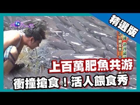 【泰國】百萬肥魚滿山頭 活人餵食秀|《世界第一等》596集精華版