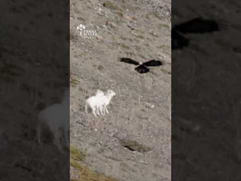 Can This Baby Lamb Escape the Eagle? (No)