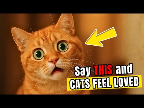 6 Words That Make Your Cat Know You Love Them (Instantly!)