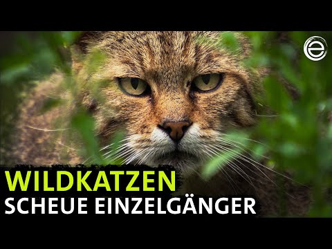 Wildcats – Hidden in Germany's forests | Experience Earth