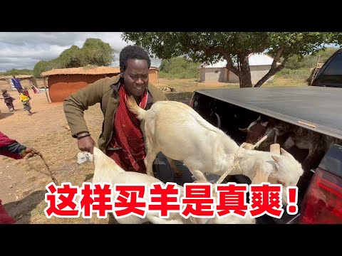 一天吃一只,保镖家羊群数量锐减,老板难以为情,大手一挥:走!买羊去