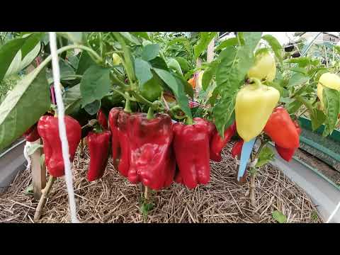 Перчинка сезона 2021. Мои супер урожайные перцы в открытом грунте. Обзор посадок по гибридам