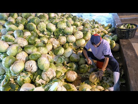 Traditional Preserve Cabbage, Dried Cabbage Mass Production - Taiwanese Cabbage Dishes 製作傳統高麗菜乾,台灣美食