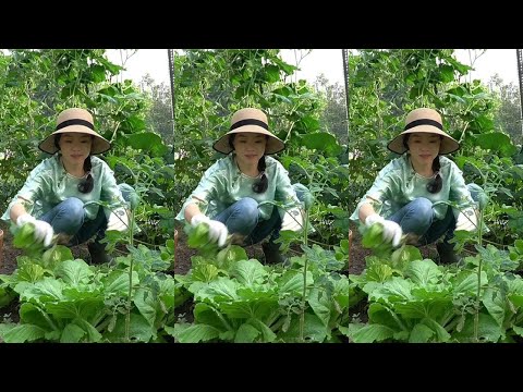 Fresh organic vegetables are fragrant. Simple cooking is also delicious