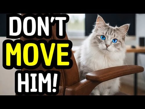 Does Your Cat Steal Your Seat? Here’s What They’re Really Saying
