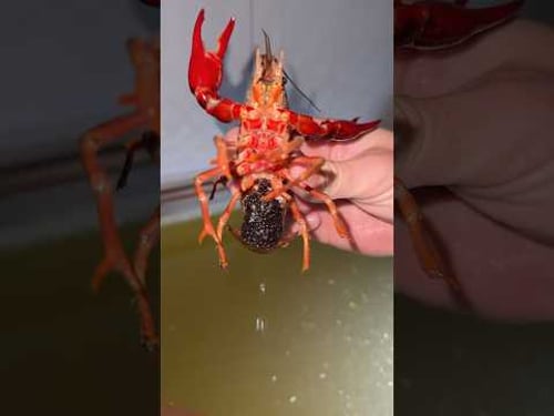 THE ODDS OF THIS HAPPENING ARE 1 IN A MILLION!!!