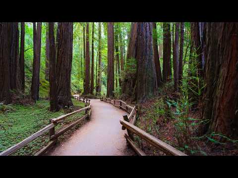 Muir Woods Early Morning, Quiet Walk in Redwood Forest | Mill Valley, California