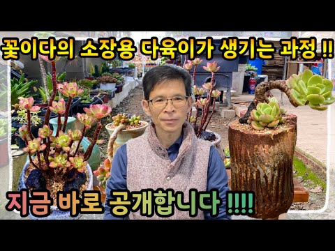 꽃이다의 소장용 다육이가 탄생하는 과정 최초 공개 !! 다들 얼른들 와서 구경하세요 ~!!!