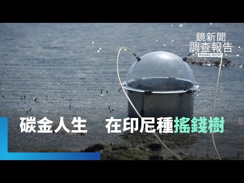 碳金變碳「驚」!解密綠藍黃三色碳 台灣多少可儲藏量?全球瘋碳權 台商印尼圈地護林 養出約合台灣1/5面積碳金|鏡新聞調查報告 #鏡新聞