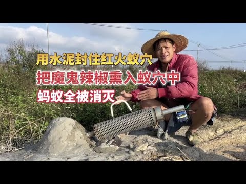 Young man cruelly seals ant nest with cement smokes it with devil chili.