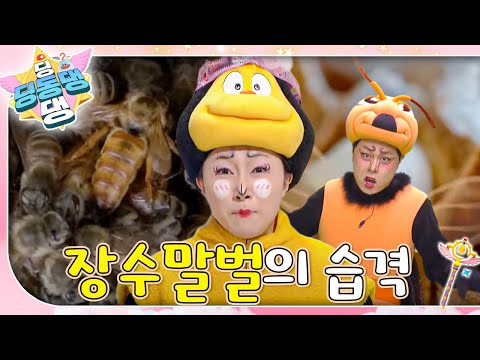 🚨비상! 장수말벌이 꿀벌 왕국에 침입했다!! 🐝ㅣ딩동댕 딩동댕ㅣ장수말벌의 습격
