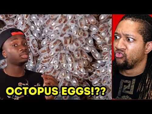 Reaction to Animals That Deserve a Second Mother's Day (Casual Geographic)