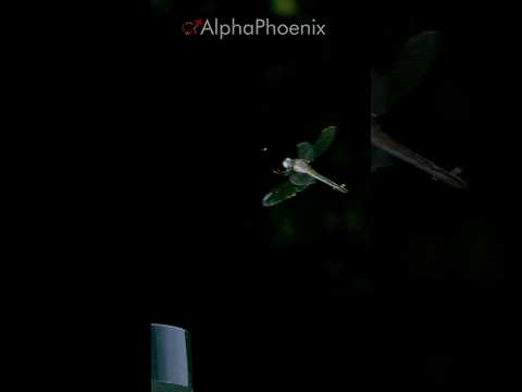 Dragonfly eats a gnat #slowmotion