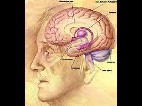 Миға жалпы шолу