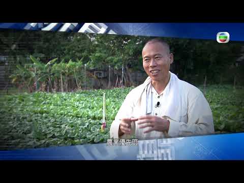 新聞透視 - 香港種植