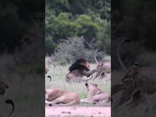 How to Annoy a Male Lion