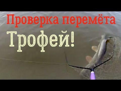 Поставил белого живца. Улов Супер! Щуки! Судаки! Налимы! Перемёт.