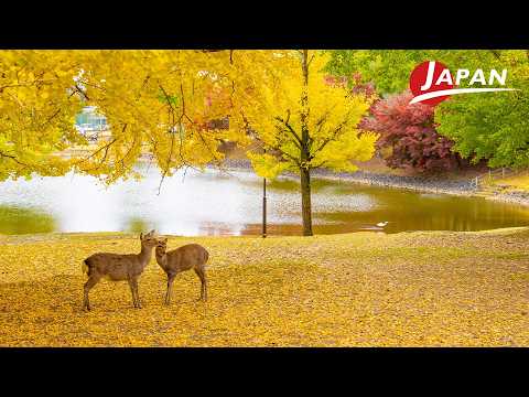 Experience Nara’s Autumn Beauty | Nara, Japan Travel