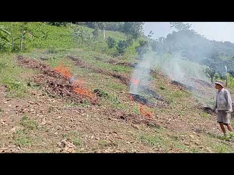 The farmer prepares to clear the weeds to plant corn.