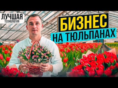 Выращивание тюльпанов к 8 марта. Выгонка тюльпанов. Луковицы тюльпанов