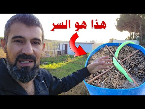 استخدم هاي الخلطة وشوف زيادة نمو الخضروات وبدي شوفكم الحديقة والدجاج لاتنسو تشاهدو الفيديو للنهايه