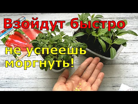 Сею ТОМАТЫ и ПЕРЦЫ вот ТАК и РАССАДА всегда КРЕПКАЯ