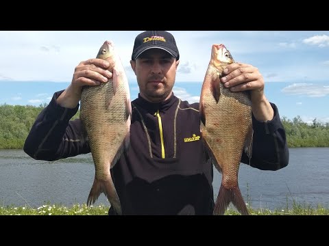 Catching Bream after Spawning. Feeder Fishing
