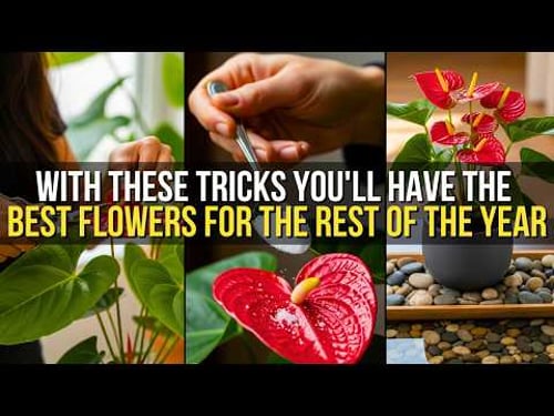 7 Secret Tricks You Didn't Know About Anthuriums to Have Flowers All Year Round
