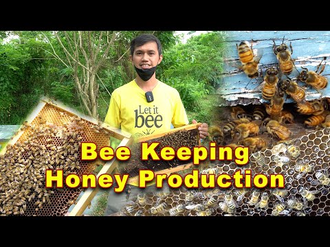 Umasenso dahil sa Bubuyog - Bee Keeping, Honey Production