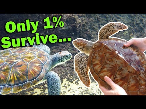 Meet the Green Sea Turtle!