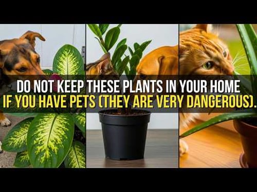 7 Indoor Plants That Are Dangerous for Pets (Most People Donβt Know)