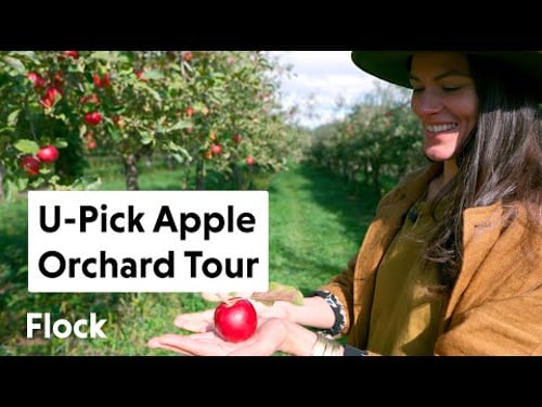 Tour a U-Pick APPLE ORCHARD with 60 Different Apples! — Ep. 021