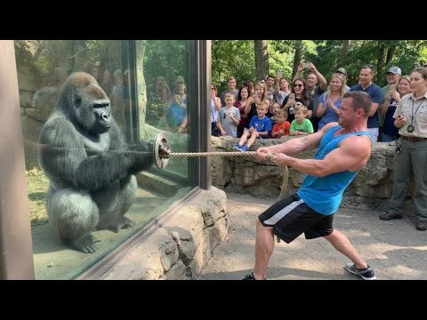Gorilla vs Bodybuilder: Zoo Tug War Challenge You Can’t Miss! 🦍💪
