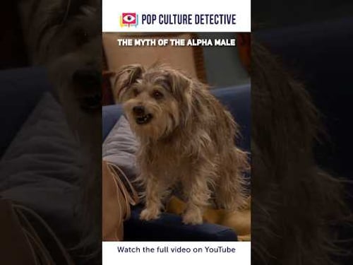 Domination based pet training techniques are terrible!