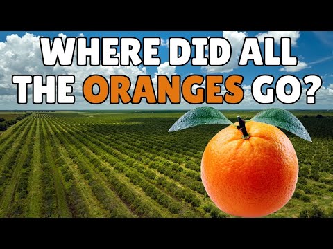 What Happened to Florida’s Oranges?