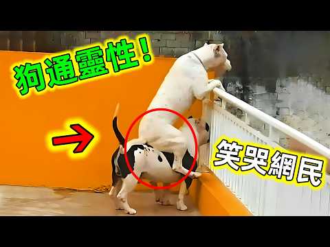 這些狗狗成精了!原來狗狗也有靈性,尤其最後一個看哭無數網民#動物暖心 #動物暖心故事 #動物的迷惑行為 #狗狗 #狗 #狗通人性 #狗有靈性 #世界之最 #老王看世界