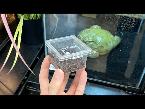 국제적 멸종위기 야생동물이 태어났습니다..!!! 그런데 알고보니...헐..!?