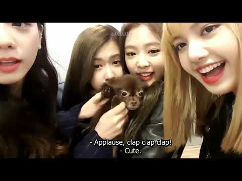 blackpink still a mess ft. Kuma