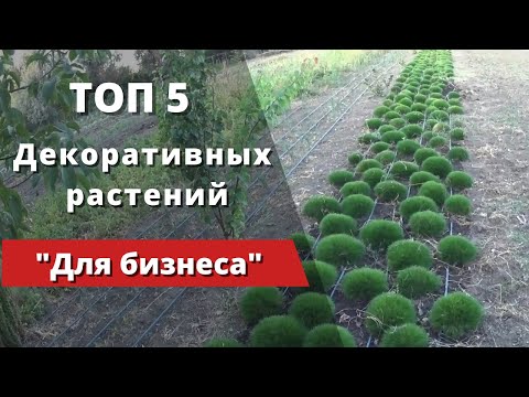 "ТОП - 5" Декоративных растений для успешного начала бизнеса.