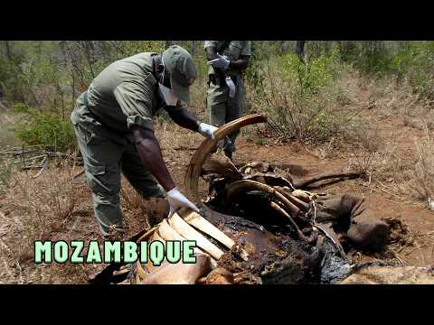 The Poachers' Business: A Bloody Trade|Immersion