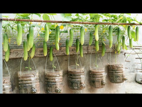 Everyone Laughed at My Hanging Cucumber Trick โ Until They Saw the Harvest 100 Kg
