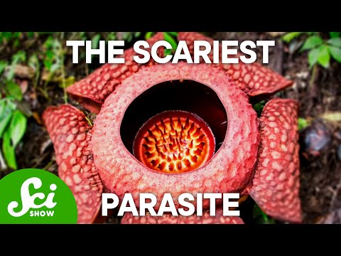 The 4 Creepiest Parasites on Earth (This Will Keep You Up at Night!)