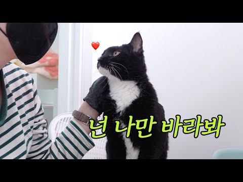 구조, 유기묘 61마리, 이 많은 고양이들이 어떻게 한 공간에서 잘 지낼까?