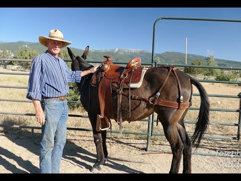 Custom Saddles for Mules - Introduction Video by Joseph Gee Saddlery