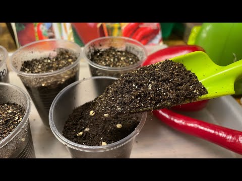Способ ПОСЕВА ПЕРЦА, всхожесть 100%!