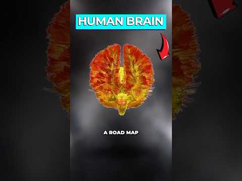 Scientists Create First Power Map of Human Brain