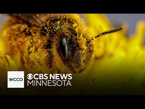 Minnesota Zoo’s new first-of-its-kind garden aims to help pollinators thrive