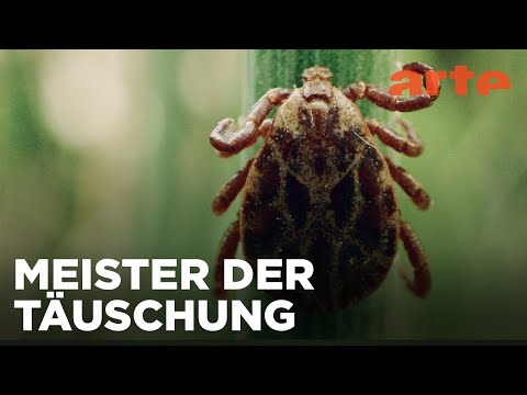 Parasiten packen aus | ARTE Family